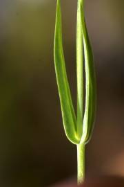 Fotografia da espécie Blackstonia imperfoliata