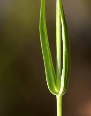Fotografia 21 da espécie Blackstonia imperfoliata no Jardim Botânico UTAD
