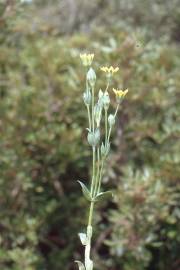 Fotografia da espécie Blackstonia imperfoliata