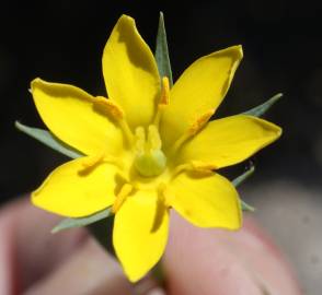 Fotografia da espécie Blackstonia imperfoliata