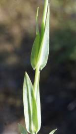 Fotografia da espécie Blackstonia imperfoliata