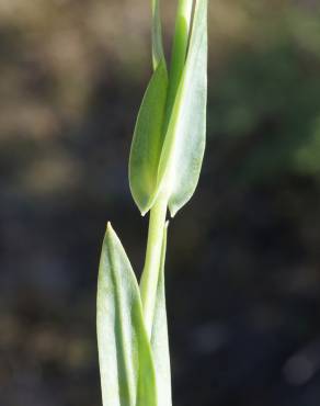 Fotografia 25 da espécie Blackstonia imperfoliata no Jardim Botânico UTAD