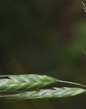 Fotografia 10 da espécie Bromus racemosus no Jardim Botânico UTAD
