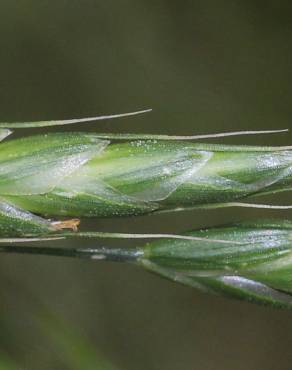 Fotografia 11 da espécie Bromus racemosus no Jardim Botânico UTAD