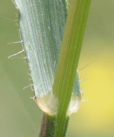 Fotografia da espécie Bromus racemosus