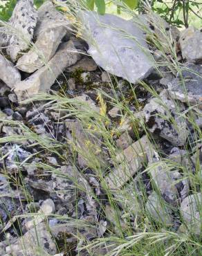 Fotografia 15 da espécie Bromus racemosus no Jardim Botânico UTAD