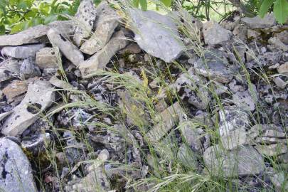 Fotografia da espécie Bromus racemosus