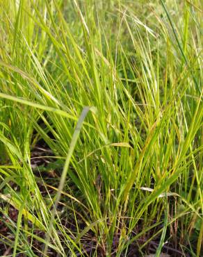 Fotografia 4 da espécie Calamagrostis canescens no Jardim Botânico UTAD