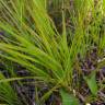 Fotografia 5 da espécie Calamagrostis canescens do Jardim Botânico UTAD