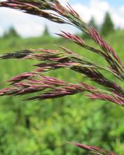 Fotografia da espécie Calamagrostis canescens