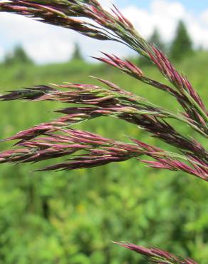 Fotografia 1 da espécie Calamagrostis canescens no Jardim Botânico UTAD