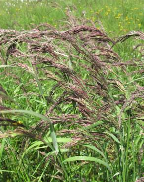 Fotografia 6 da espécie Calamagrostis canescens no Jardim Botânico UTAD