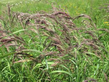 Fotografia da espécie Calamagrostis canescens