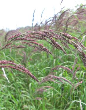 Fotografia 7 da espécie Calamagrostis canescens no Jardim Botânico UTAD