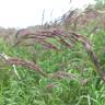 Fotografia 7 da espécie Calamagrostis canescens do Jardim Botânico UTAD