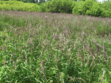 Fotografia da espécie Calamagrostis canescens