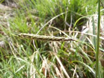 Fotografia da espécie Carex laevigata