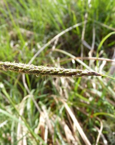 Fotografia de capa Carex laevigata - do Jardim Botânico