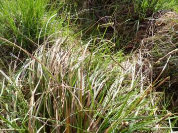 Fotografia da espécie Carex laevigata