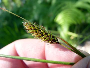 Fotografia da espécie Carex laevigata