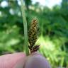 Fotografia 6 da espécie Carex laevigata do Jardim Botânico UTAD