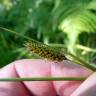 Fotografia 8 da espécie Carex laevigata do Jardim Botânico UTAD