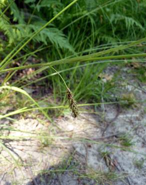 Fotografia 9 da espécie Carex laevigata no Jardim Botânico UTAD