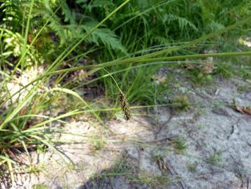 Fotografia da espécie Carex laevigata