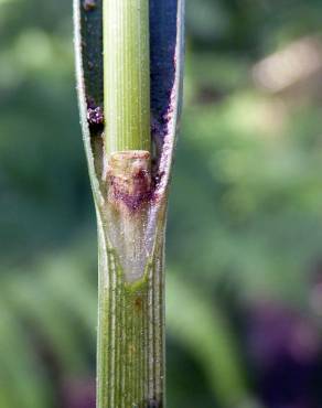 Fotografia 10 da espécie Carex laevigata no Jardim Botânico UTAD