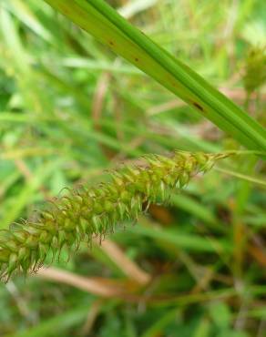 Fotografia 12 da espécie Carex laevigata no Jardim Botânico UTAD