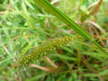 Fotografia da espécie Carex laevigata