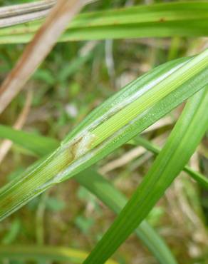 Fotografia 13 da espécie Carex laevigata no Jardim Botânico UTAD