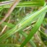 Fotografia 13 da espécie Carex laevigata do Jardim Botânico UTAD