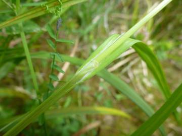 Fotografia da espécie Carex laevigata