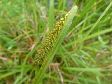 Fotografia da espécie Carex laevigata