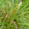 Fotografia 15 da espécie Carex laevigata do Jardim Botânico UTAD