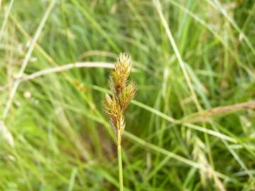 Fotografia da espécie Carex leporina