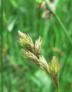 Fotografia 3 da espécie Carex leporina no Jardim Botânico UTAD