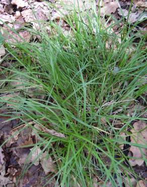 Fotografia 4 da espécie Carex leporina no Jardim Botânico UTAD