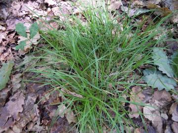 Fotografia da espécie Carex leporina