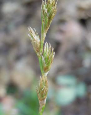 Fotografia 5 da espécie Carex leporina no Jardim Botânico UTAD