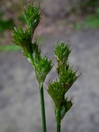 Fotografia da espécie Carex leporina