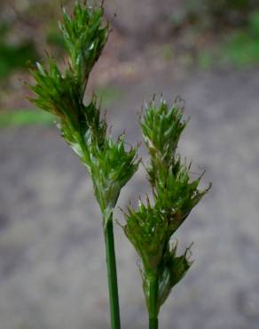 Fotografia 6 da espécie Carex leporina no Jardim Botânico UTAD