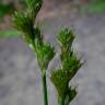 Fotografia 6 da espécie Carex leporina do Jardim Botânico UTAD