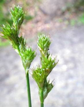 Fotografia 7 da espécie Carex leporina no Jardim Botânico UTAD