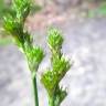 Fotografia 7 da espécie Carex leporina do Jardim Botânico UTAD