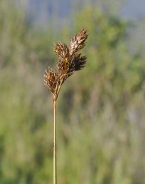 Fotografia 8 da espécie Carex leporina no Jardim Botânico UTAD