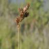 Fotografia 8 da espécie Carex leporina do Jardim Botânico UTAD