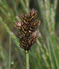 Fotografia da espécie Carex leporina