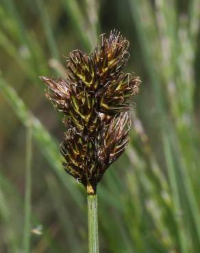 Fotografia 9 da espécie Carex leporina no Jardim Botânico UTAD